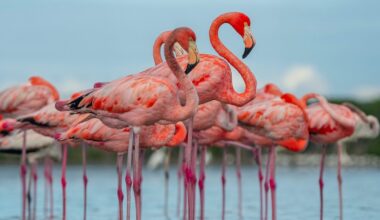 Florida’s flamingos are back. Here’s where to see them in the Everglades.
