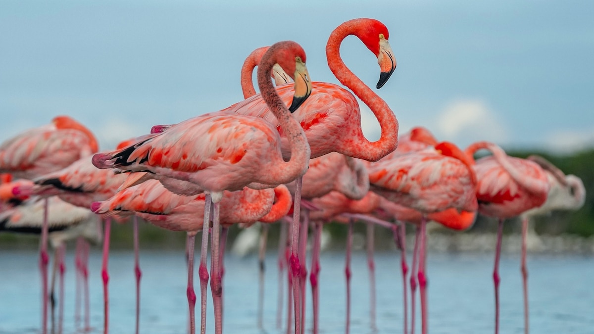 Florida’s flamingos are back. Here’s where to see them in the Everglades.