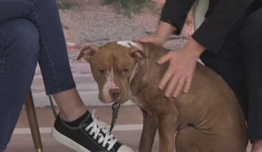 Meet Dolce, adoptable from the Jacksonville Humane Society | Pet Tails
