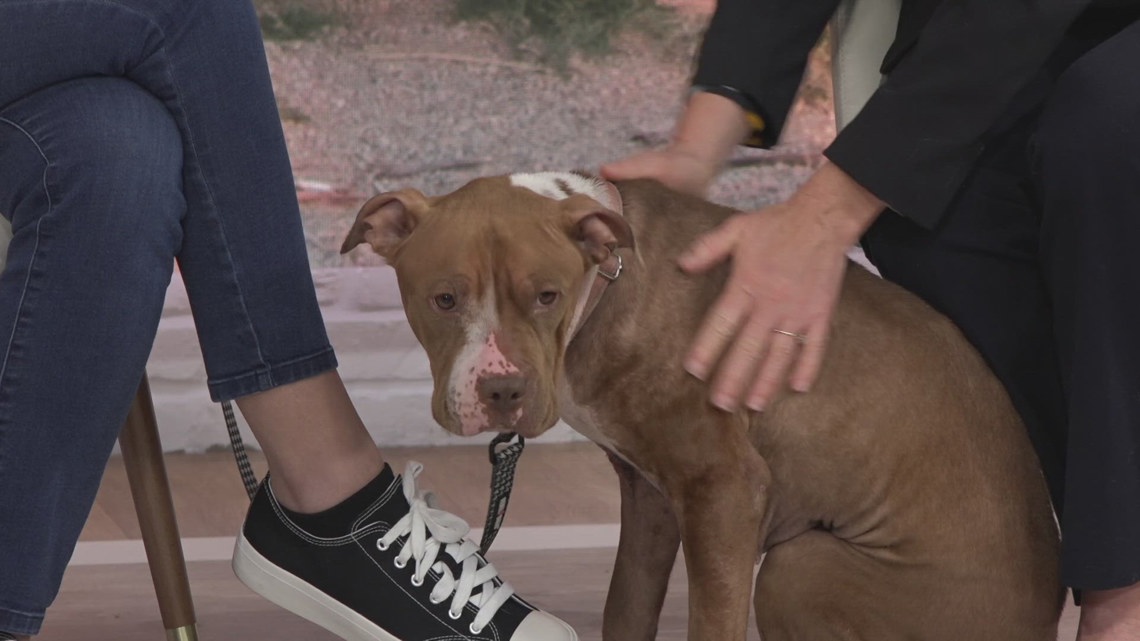 Meet Dolce, adoptable from the Jacksonville Humane Society | Pet Tails