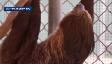 Necropsy reports on sloths bound for Sloth World Orlando released
