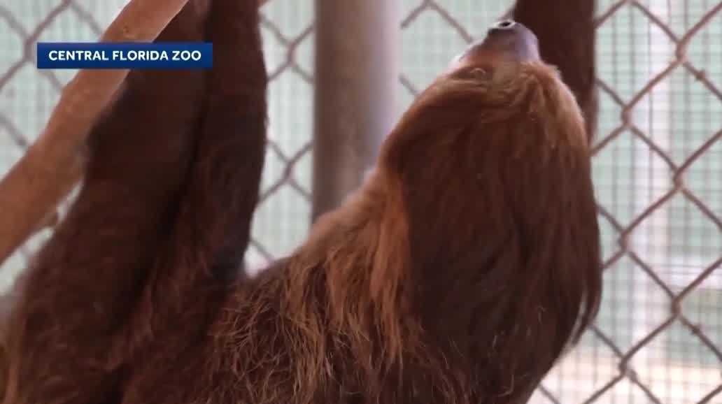 Necropsy reports on sloths bound for Sloth World Orlando released