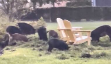 Wild hogs spotted tearing up lawns in Jacksonville’s Seven Pines neighborhood