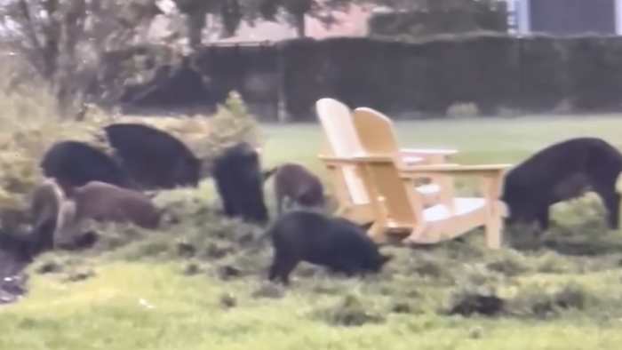 Wild hogs spotted tearing up lawns in Jacksonville’s Seven Pines neighborhood
