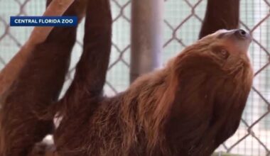 What happened to the sloths, and what happens next?