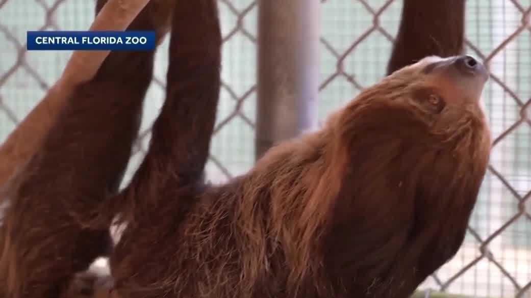 What happened to the sloths, and what happens next?