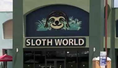 Experts demand accountability for animal deaths tied to Sloth World