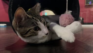 Something Good: Tally Cat Cafe celebrating 8 years in business, almost 2,000 total adoptions