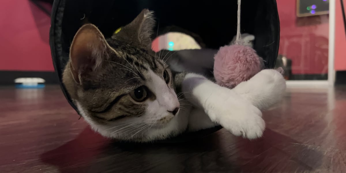 Something Good: Tally Cat Cafe celebrating 8 years in business, almost 2,000 total adoptions