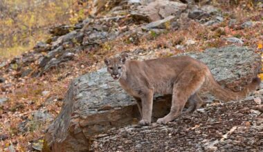 Cougar sighting in Jacksonville near the Rich Gulch and Britt Gardens area | Local