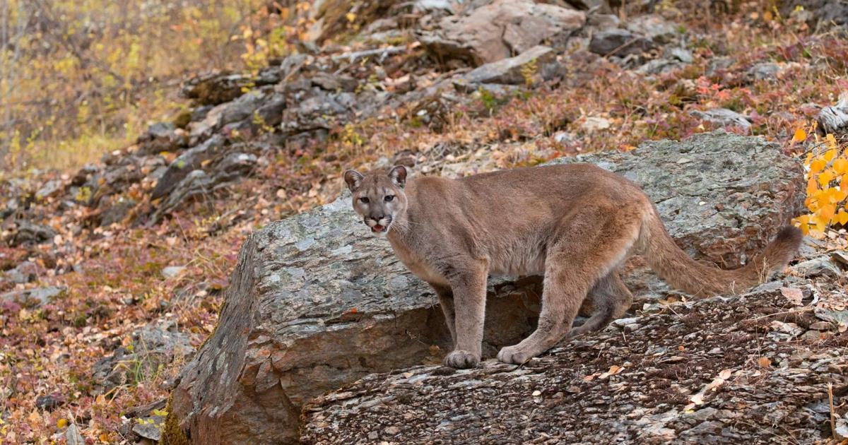Cougar sighting in Jacksonville near the Rich Gulch and Britt Gardens area | Local