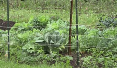 New community garden to open at Eartha's Farm & Market in Jacksonville Saturday