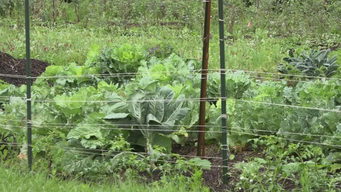 New community garden to open at Eartha's Farm & Market in Jacksonville Saturday