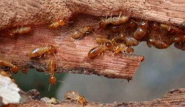Florida named most termite-infested state as invasive hybrids threaten to spread even farther