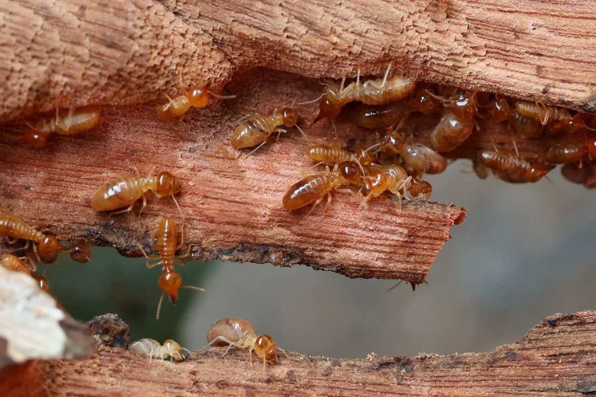 Florida named most termite-infested state as invasive hybrids threaten to spread even farther