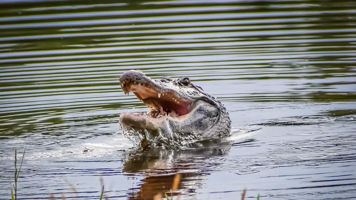 Influencer Baby Alien Gets Probation In Florida Gator Shooting Case | NewsRadio WIOD