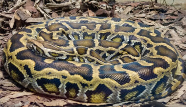 'Out of control': Expert warns Florida's Burmese python problem is spiraling