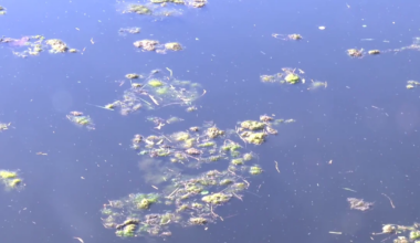 Blue-green algae reported in Caloosahatchee River, health warning issued | Lee County