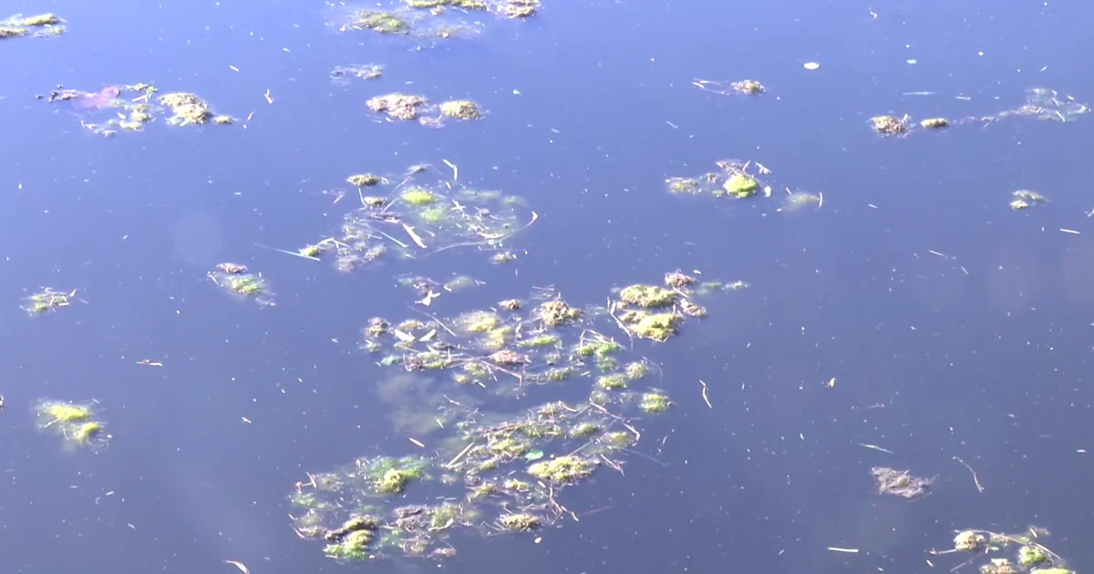 Blue-green algae reported in Caloosahatchee River, health warning issued | Lee County