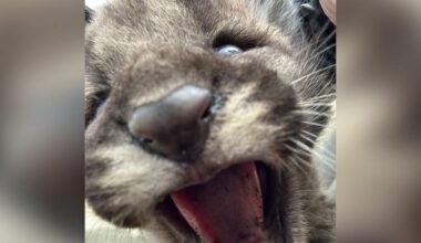 Baby Florida Panther killed by vehicle strike in Collier County | Collier County