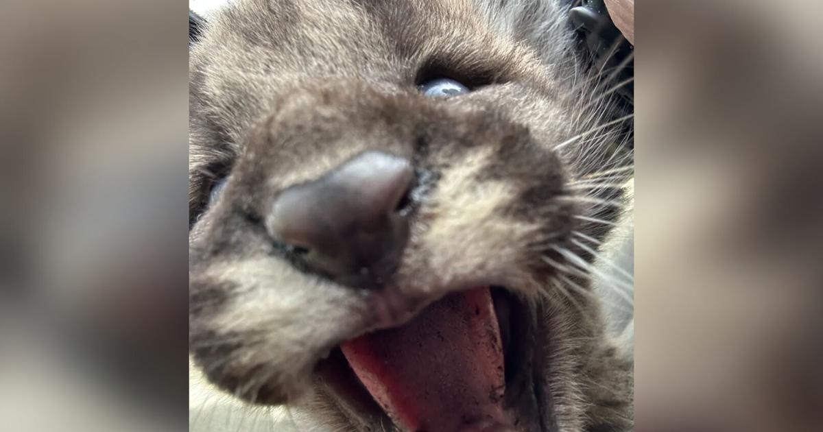 Baby Florida Panther killed by vehicle strike in Collier County | Collier County