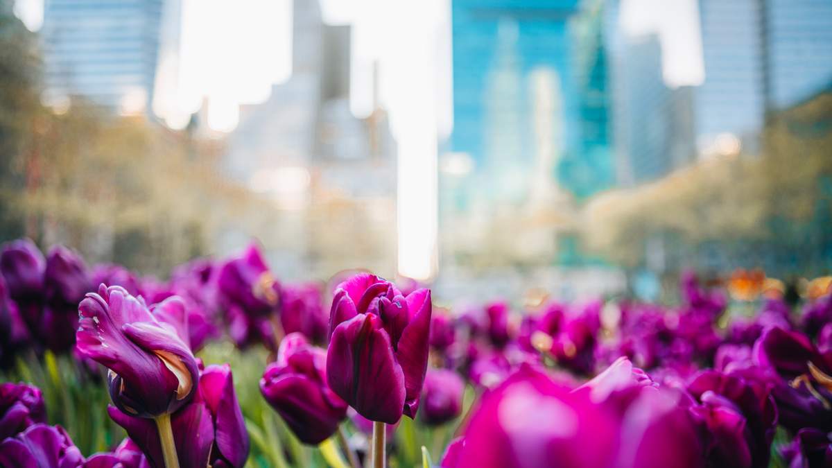 Miami Airport Handles Millions of Flowers Ahead of Mother’s Day | NewsRadio WIOD