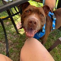 Pets of the Week | Online Features