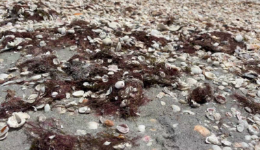 Beach eyesore on Sanibel actually benefits wildlife and sand erosion | Lee County
