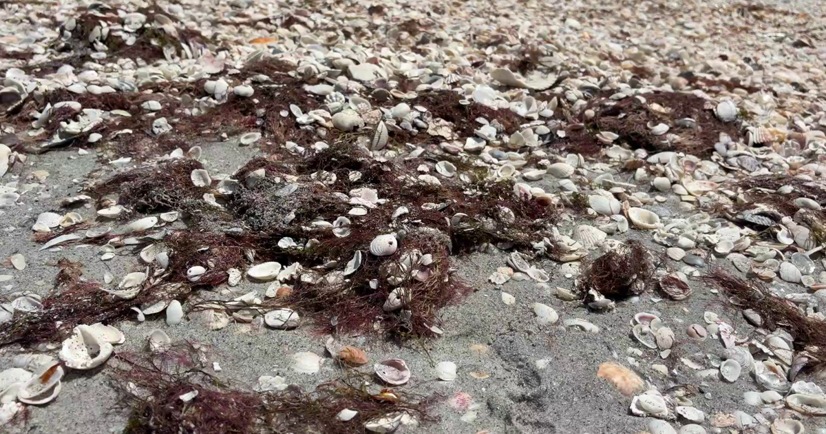 Beach eyesore on Sanibel actually benefits wildlife and sand erosion | Lee County