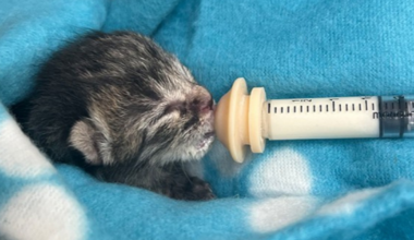Gulf Coast Humane Society in need of foster home volunteers for orphaned kittens | Lee County