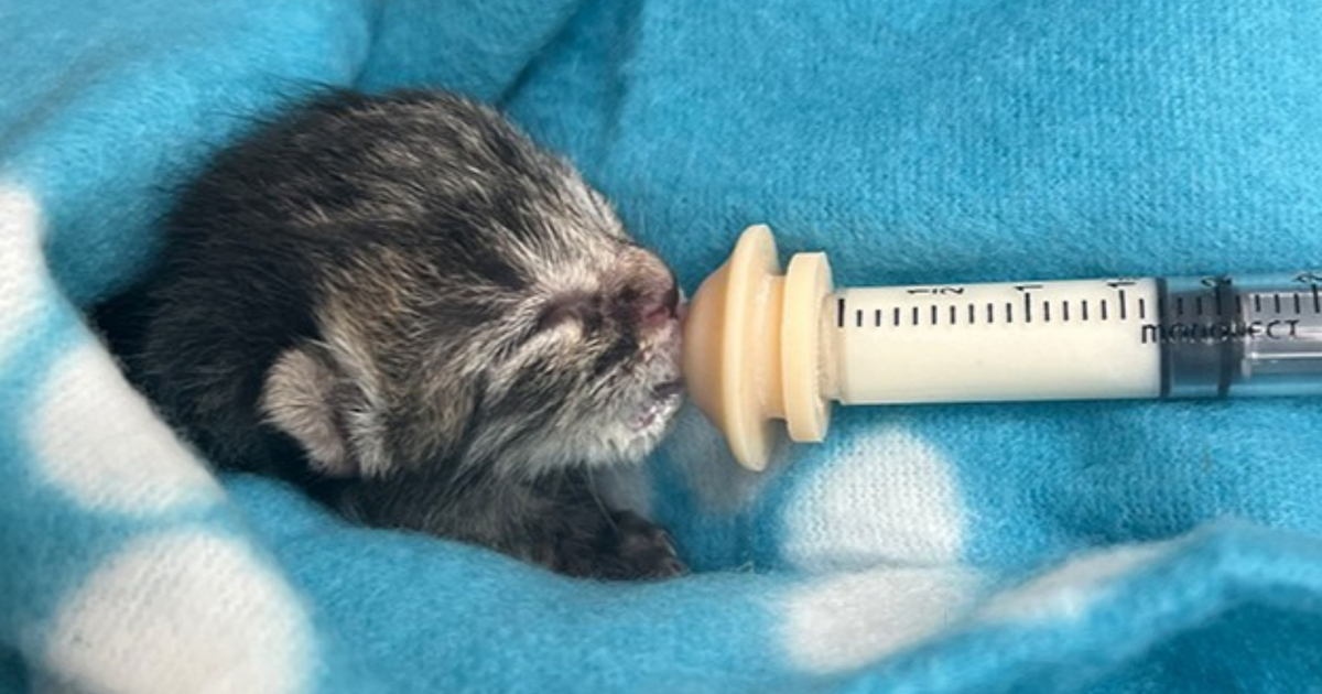 Gulf Coast Humane Society in need of foster home volunteers for orphaned kittens | Lee County