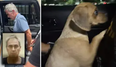 Martin County Man Arrested After Puppy Is Exposed To Cocaine | NewsRadio WIOD