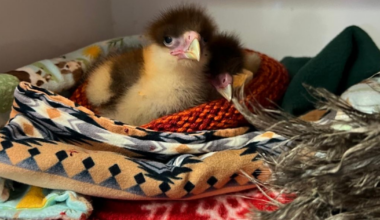 CROW seeks crocheted nests to care for injured wildlife | Lee County
