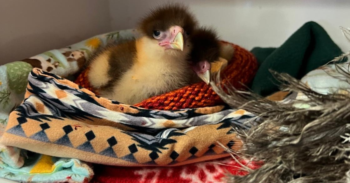 CROW seeks crocheted nests to care for injured wildlife | Lee County