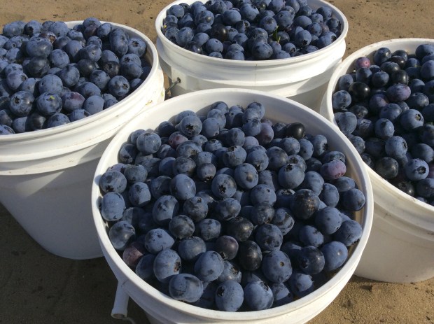 Pails of blueberries are ready for weighing and packaging fresh from the fields at Southern Hill Blueberry Farms in Clermont. (Orlando Sentinel file)