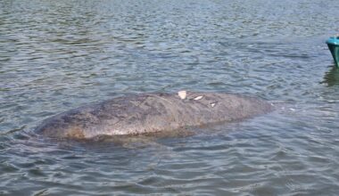 Injured manatee rescued from Estero Bay after possible boat strike | State