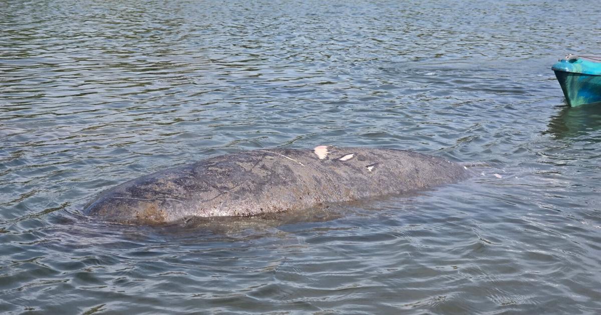 Injured manatee rescued from Estero Bay after possible boat strike | State