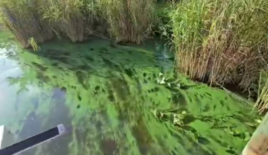 Fort Myers homeowner alarmed as blue-green algae blankets river property | Lee County