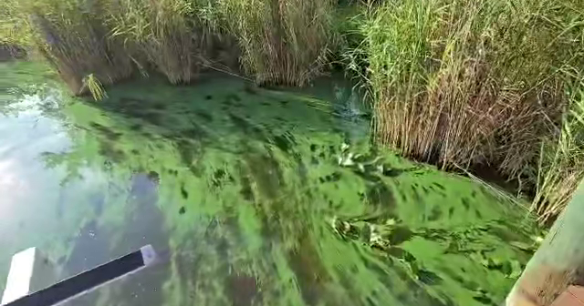 Fort Myers homeowner alarmed as blue-green algae blankets river property | Lee County