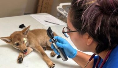 7-week-old coyote pup fights for life after Cape Coral hit-and-run | Lee County