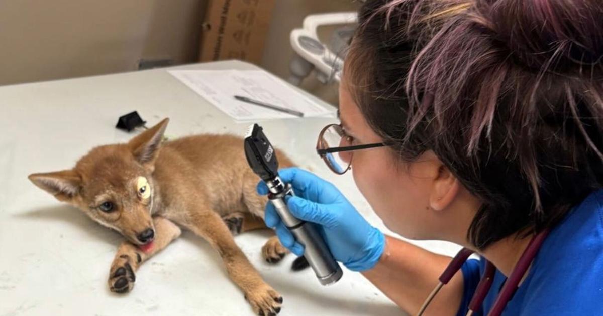 7-week-old coyote pup fights for life after Cape Coral hit-and-run | Lee County
