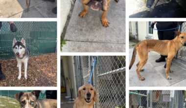 Port St. Lucie couple charged with eight counts of animal cruelty | St. Lucie County