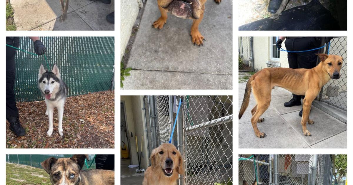 Port St. Lucie couple charged with eight counts of animal cruelty | St. Lucie County