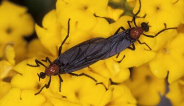 Lovebugs are back! | St. Lucie County