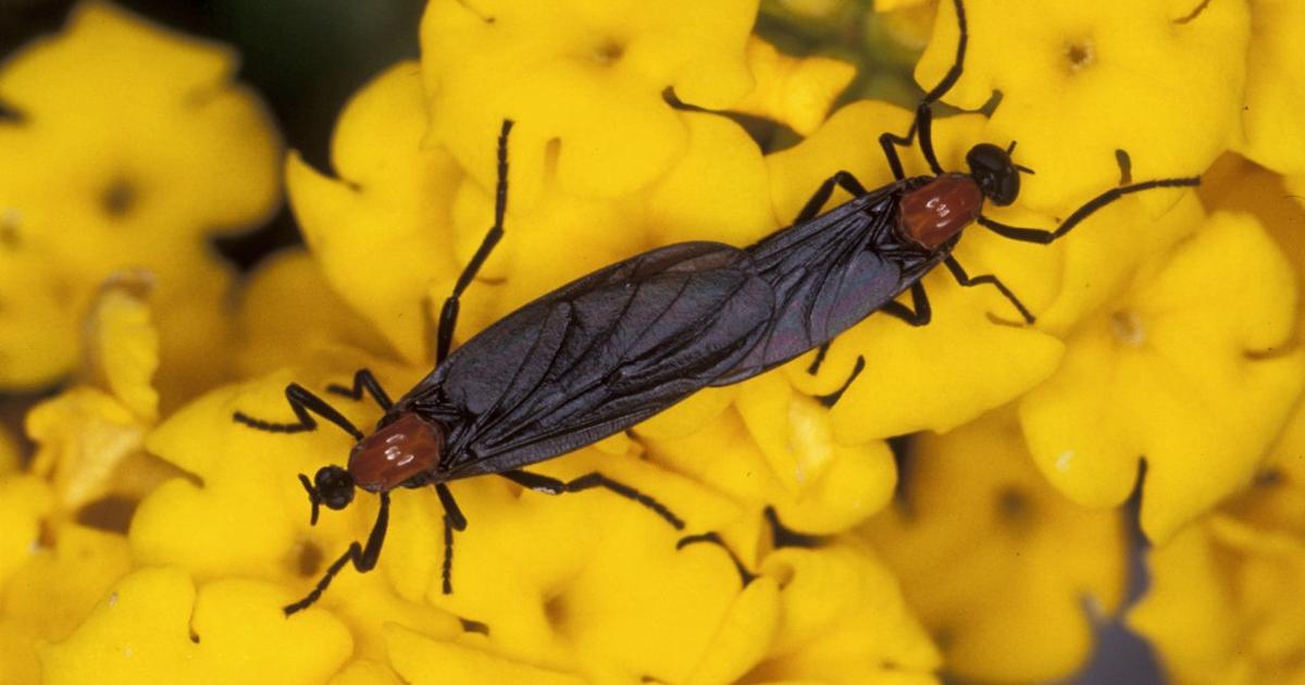 Lovebugs are back! | St. Lucie County