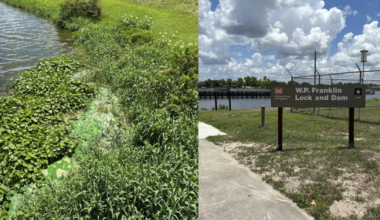Algae bloom stinks up Caloosahatchee River near W.P. Franklin Lock | Lee County