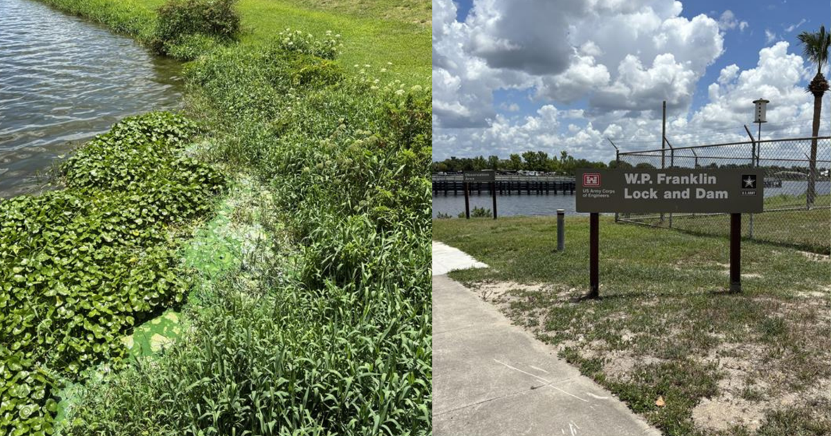 Algae bloom stinks up Caloosahatchee River near W.P. Franklin Lock | Lee County