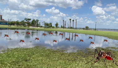 After weeks of drought, Cape Coral rain brings mosquito concerns | Lee County