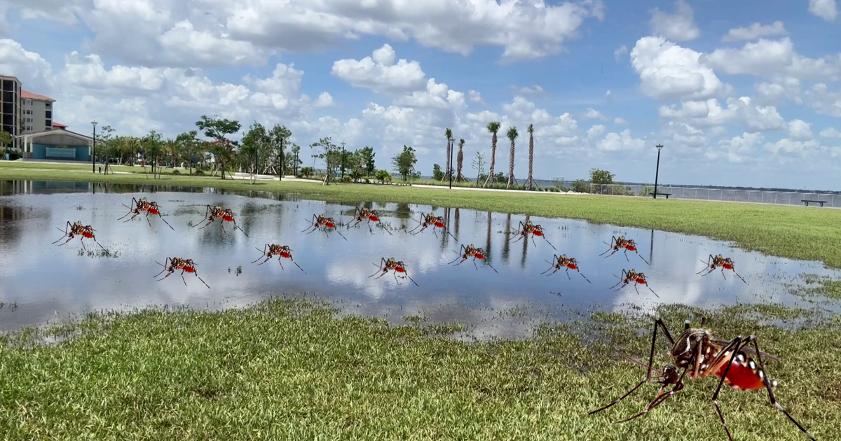 After weeks of drought, Cape Coral rain brings mosquito concerns | Lee County