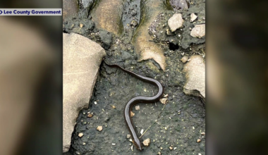 Invasive swamp eel spotted at Fort Myers Manatee Park, experts alarmed | Collier County